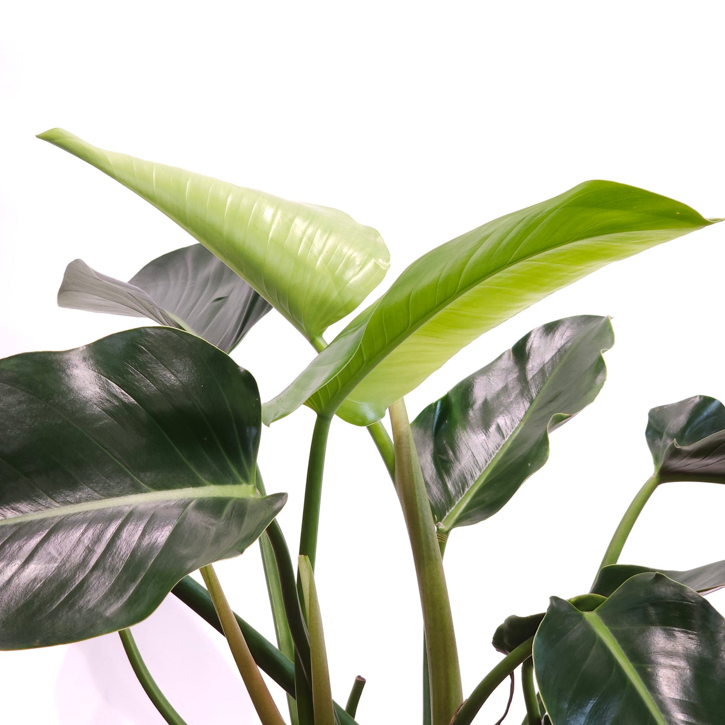 Green Congo: Philodendron hederaceum - 10 inch pot
