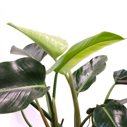 Green Congo: Philodendron hederaceum - 10 inch pot