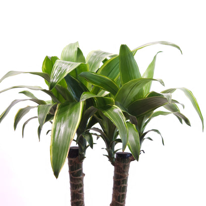 Forked Cane: Dracaena fragrans - 10 inch pot - 3 foot tall
