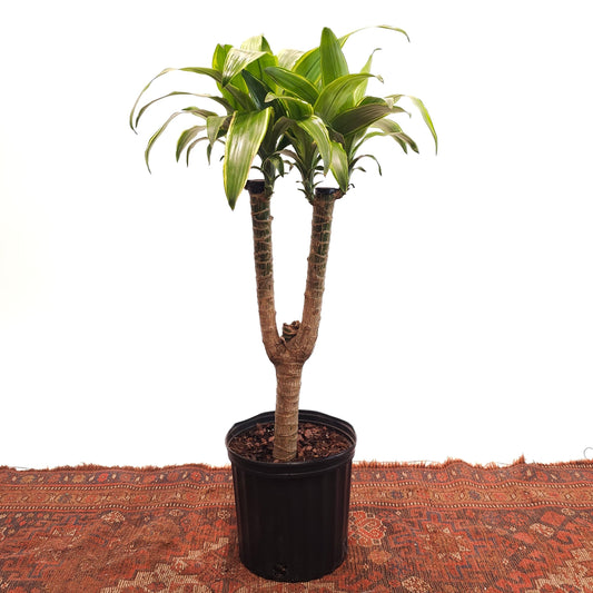 Forked Cane: Dracaena fragrans - 10 inch pot - 3 foot tall
