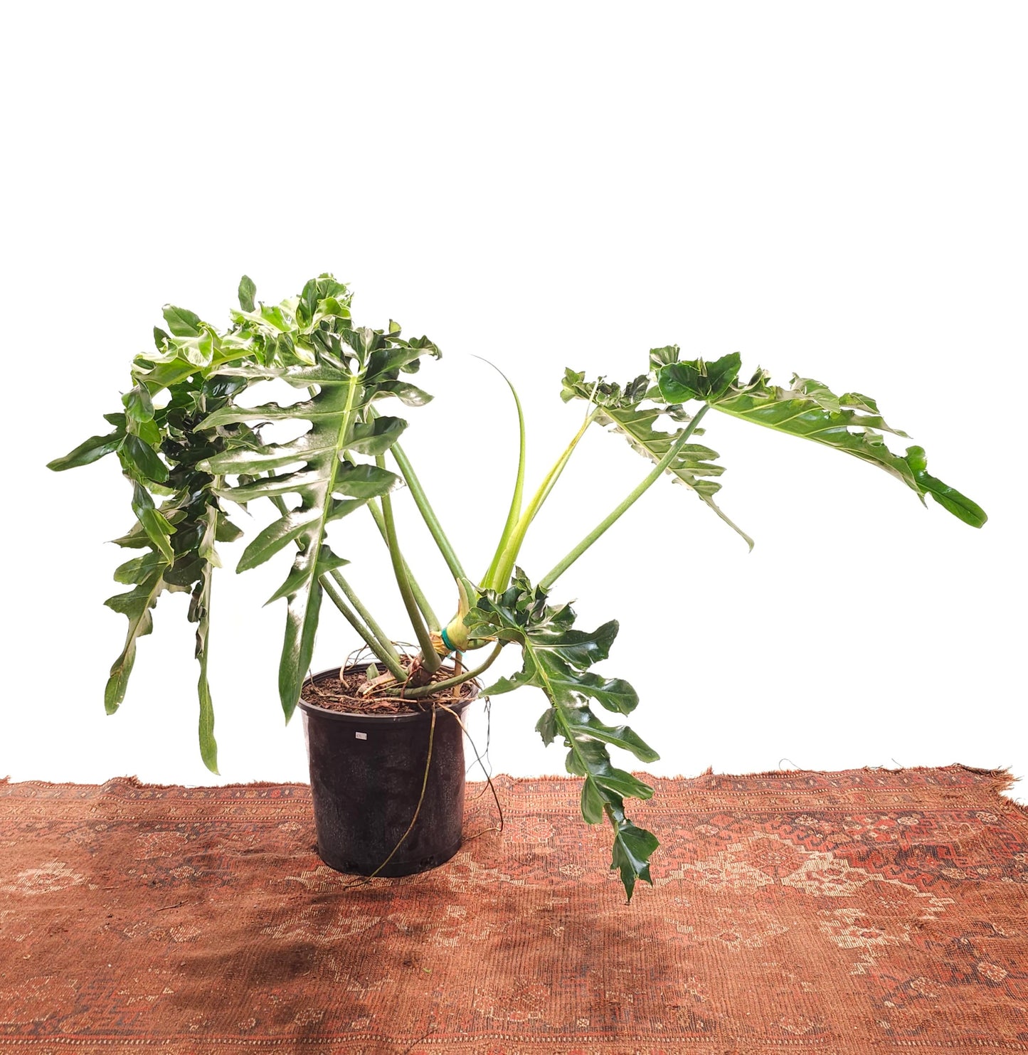 Bob Cee: Philodendron - 14 inch pot