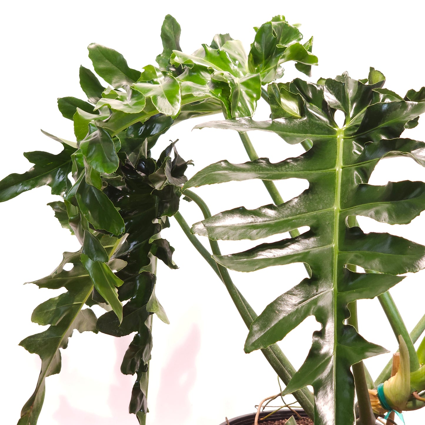 Bob Cee: Philodendron - 14 inch pot