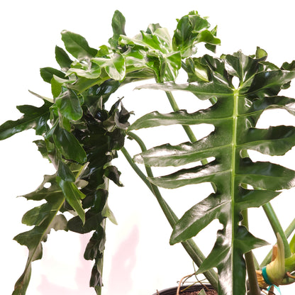 Bob Cee: Philodendron - 14 inch pot