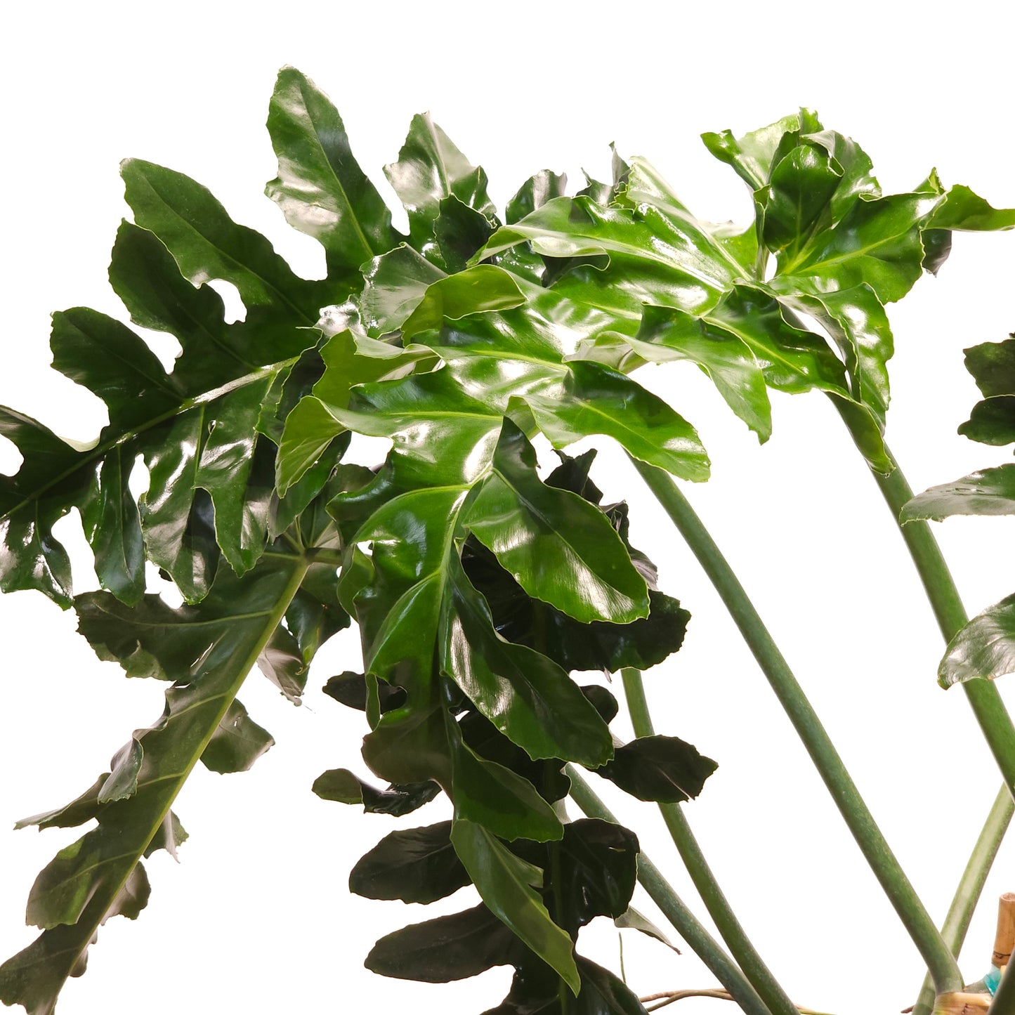 Bob Cee: Philodendron - 14 inch pot