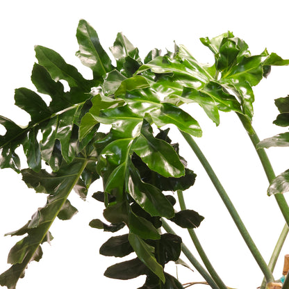 Bob Cee: Philodendron - 14 inch pot