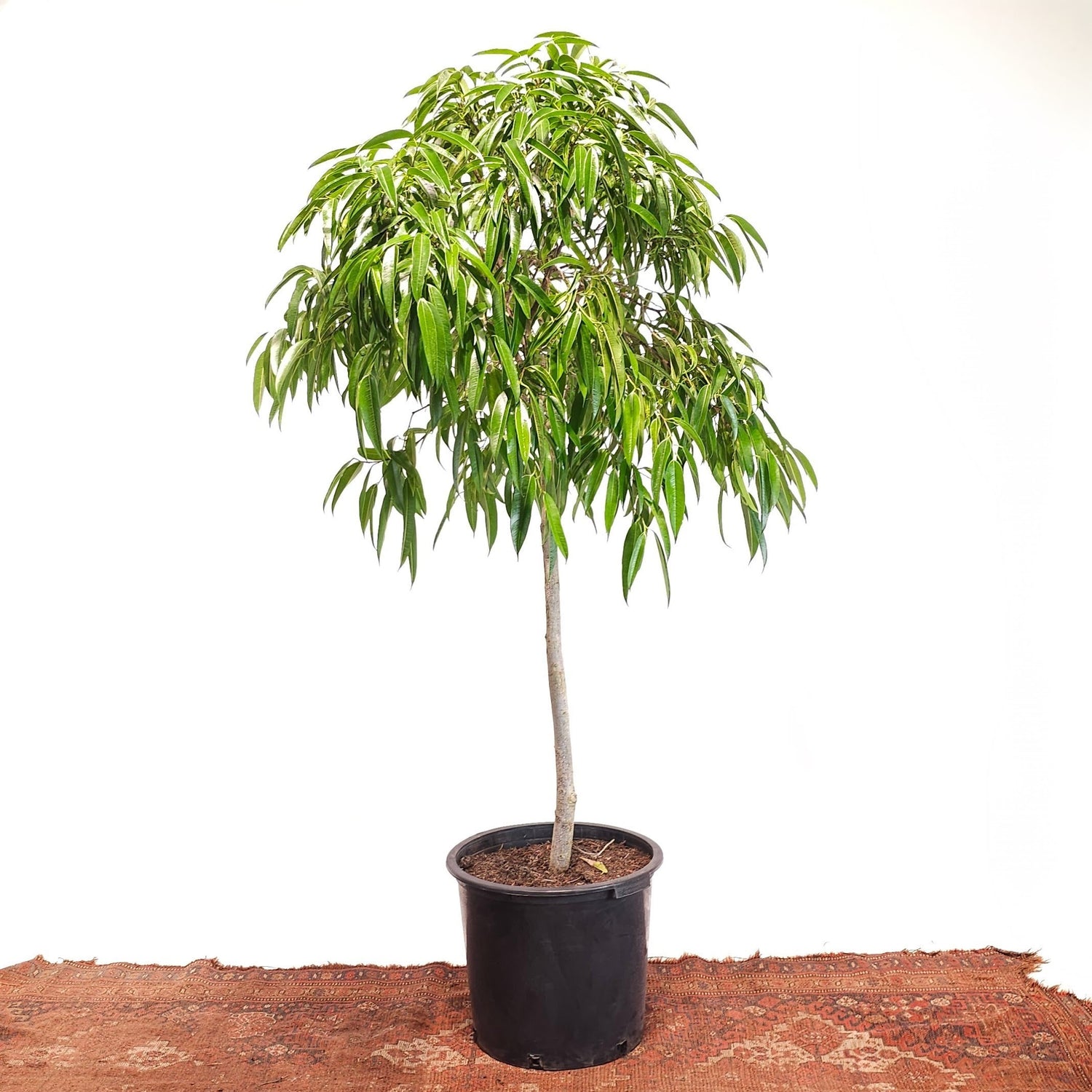 Banana Fig: Ficus alii - 17 inch pot - 6-7 foot tall — indoor plant — indoor plant for sale by Promise Supply for delivery and pickup in Toronto.