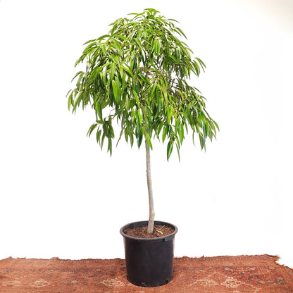 Banana Fig: Ficus alii - 17 inch pot - 6-7 foot tall