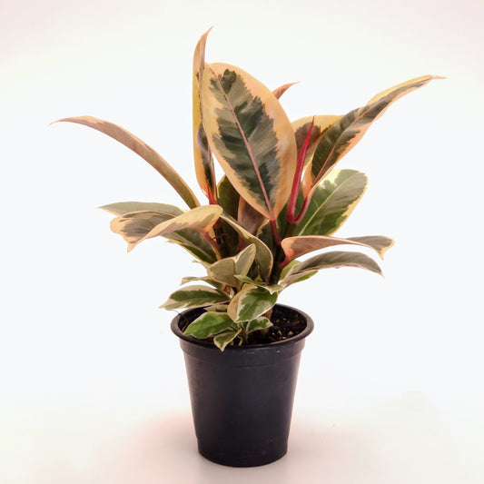 Tineke Rubber Plant: Ficus elastica - 4 inch pot