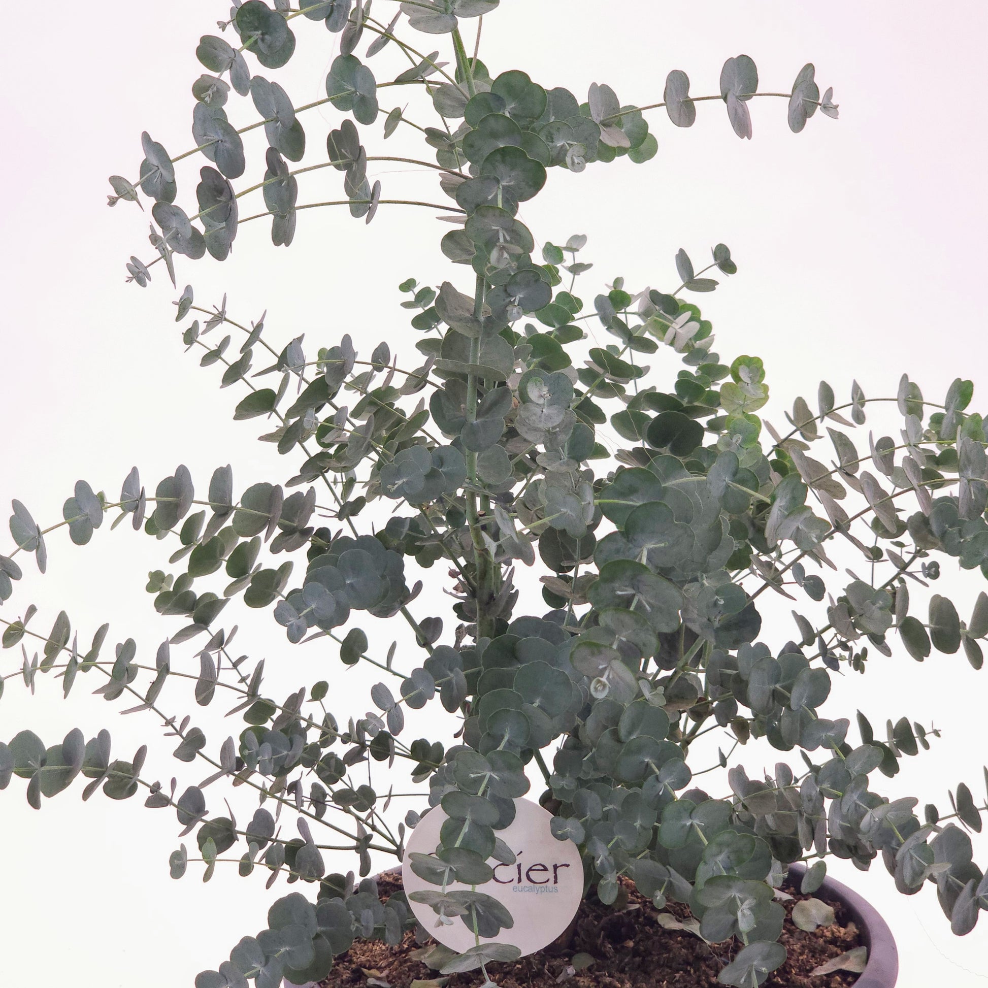 gum tree house plant Glacier Eucalyptus Gum Tree - 10" Pot