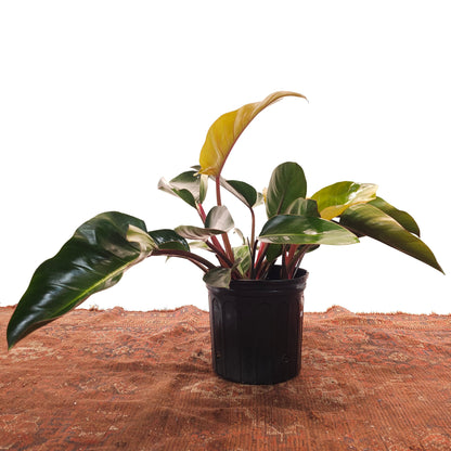 Congo Rojo: Philodendron - 12 inch pot — indoor plant — indoor plant for sale by Promise Supply for delivery and pickup in Toronto.