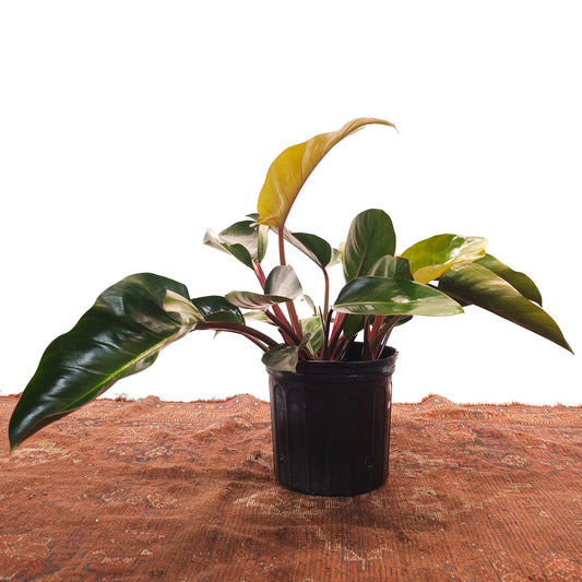 Congo Rojo: Philodendron - 12 inch pot — indoor plant — indoor plant for sale by Promise Supply for delivery and pickup in Toronto.