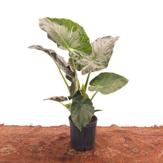 Regal Shield Elephant Ear: Alocasia - 10 inch pot - 3-4 foot tall — indoor plant — indoor plant for sale by Promise Supply for delivery and pickup in Toronto.