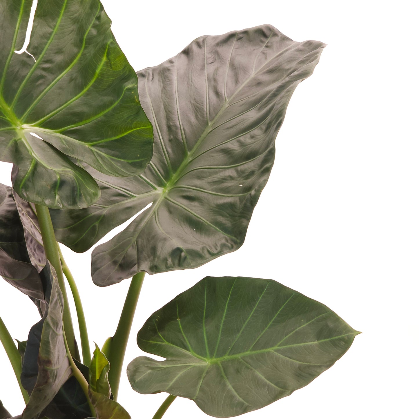 Regal Shield Elephant Ear: Alocasia - 10 inch pot - 3-4 foot tall