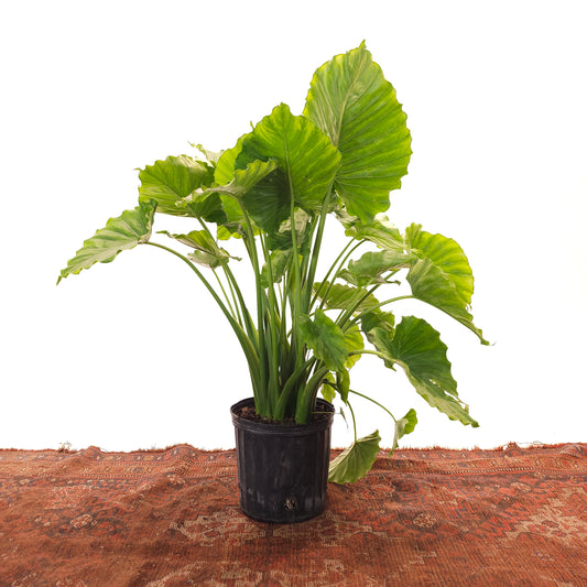Giant Upright Elephant Ear: Alocasia 'Calidora' - 10 inch pot - 3-4 foot tall
