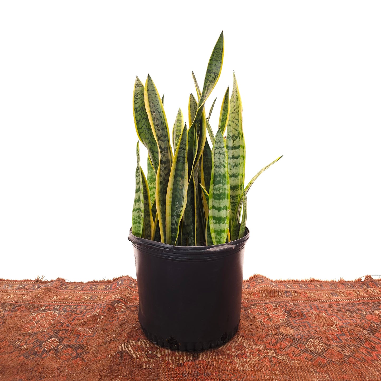 Yellow Snake Plant: Sansevieria trifasciata 'Laurentii' - 14 inch pot - 2.5-3 Foot Tall