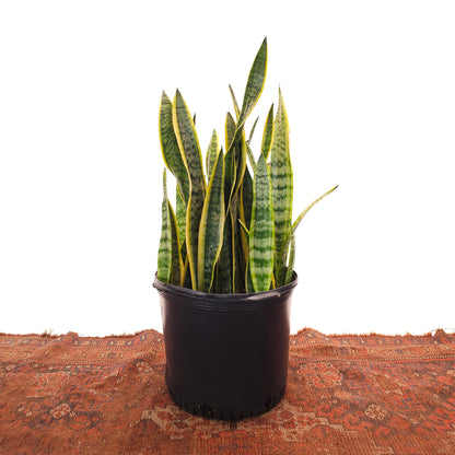Yellow Snake Plant: Sansevieria trifasciata 'Laurentii' - 14 inch pot - 2.5-3 Foot Tall
