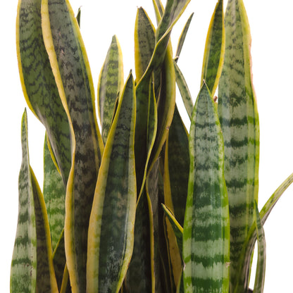 Yellow Snake Plant: Sansevieria trifasciata 'Laurentii' - 14 inch pot - 2.5-3 Foot Tall