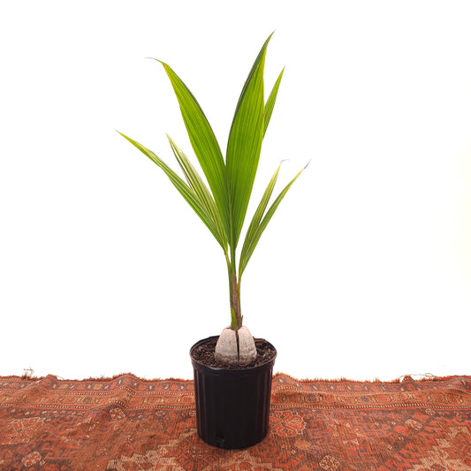 Coconut Palm: Cocos nucifera - 10 inch pot - 2.5-3.5 foot tall