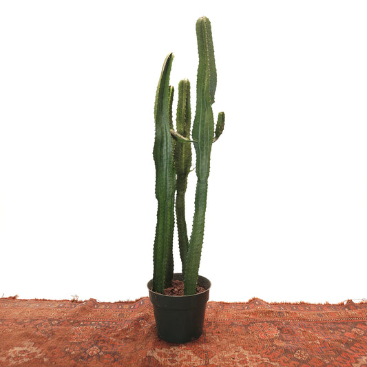 Desert Candle Cactus: Euphorbia - 10 inch pot - 4 foot tall