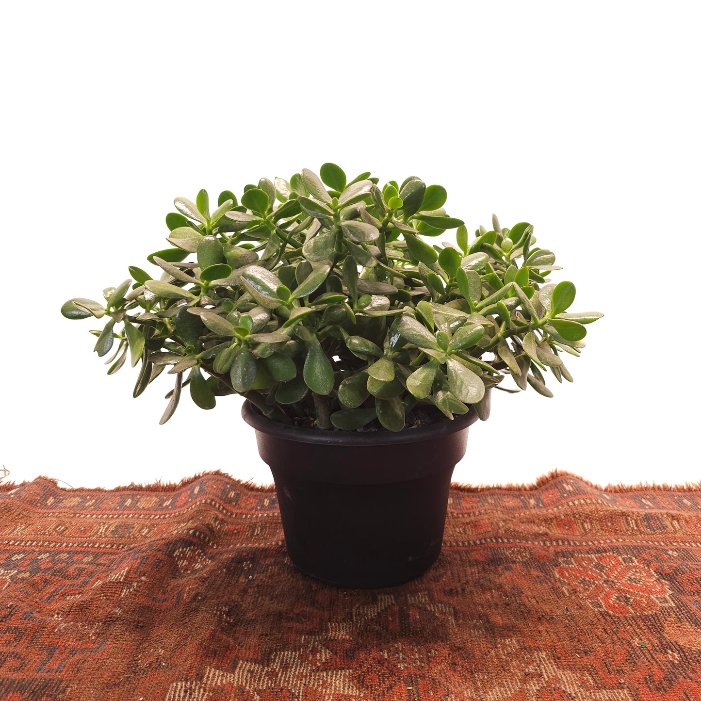 Jade Bush: Crassula ovata - 8 inch pot — indoor plant — indoor plant for sale by Promise Supply for delivery and pickup in Toronto.