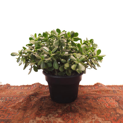 Jade Bush: Crassula ovata - 8 inch pot — indoor plant — indoor plant for sale by Promise Supply for delivery and pickup in Toronto.