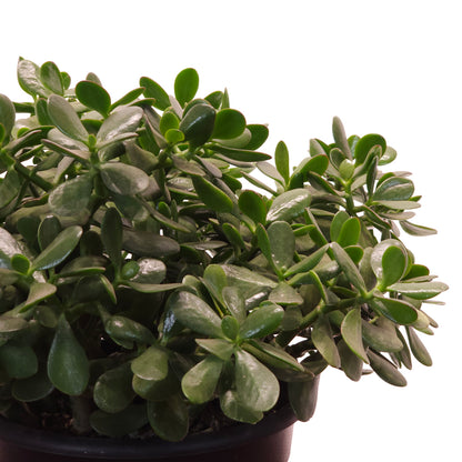 Jade Bush: Crassula ovata - 8 inch pot — indoor plant — indoor plant for sale by Promise Supply for delivery and pickup in Toronto.