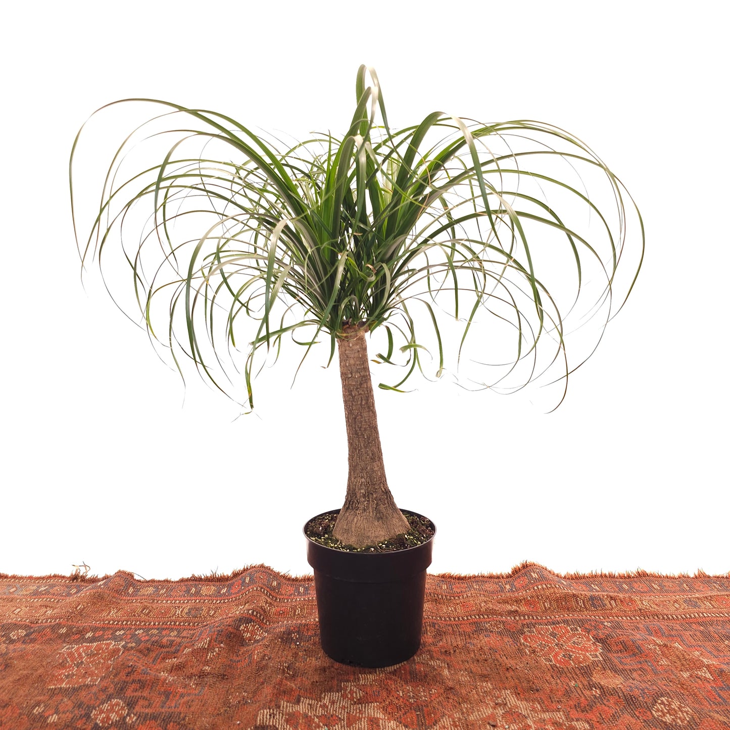 8 foot ponytail palm for sale Ponytail Palm: Beaucarnea - 8" Pot