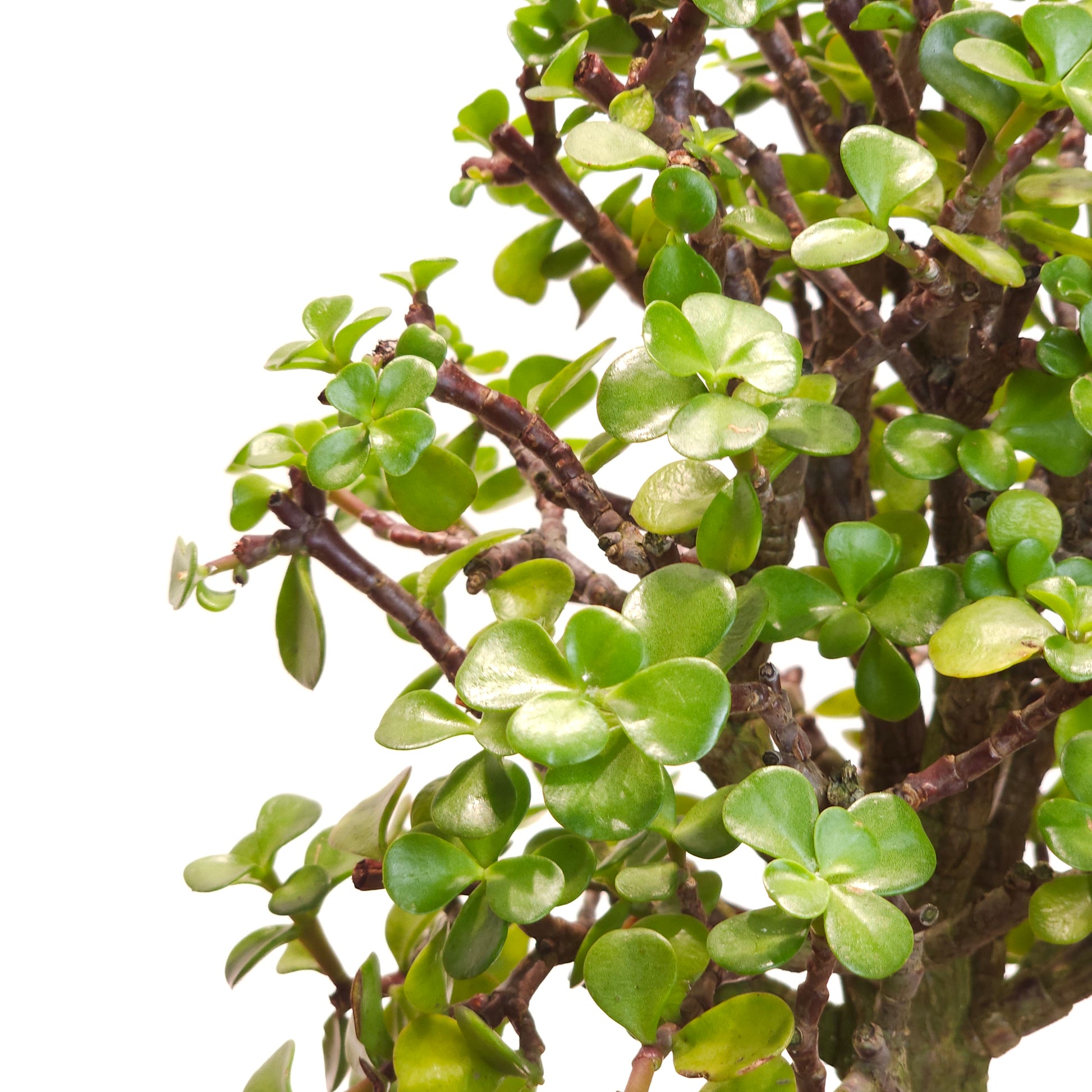portulacaria afra bunnings Elephant Bush Jade Bonsai - 7.5" Pot