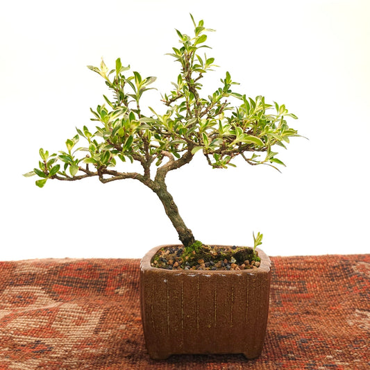 Pink Snow Rose Bonsai: Serissa foetida - 3.5 inch Ceramic Square Pot
