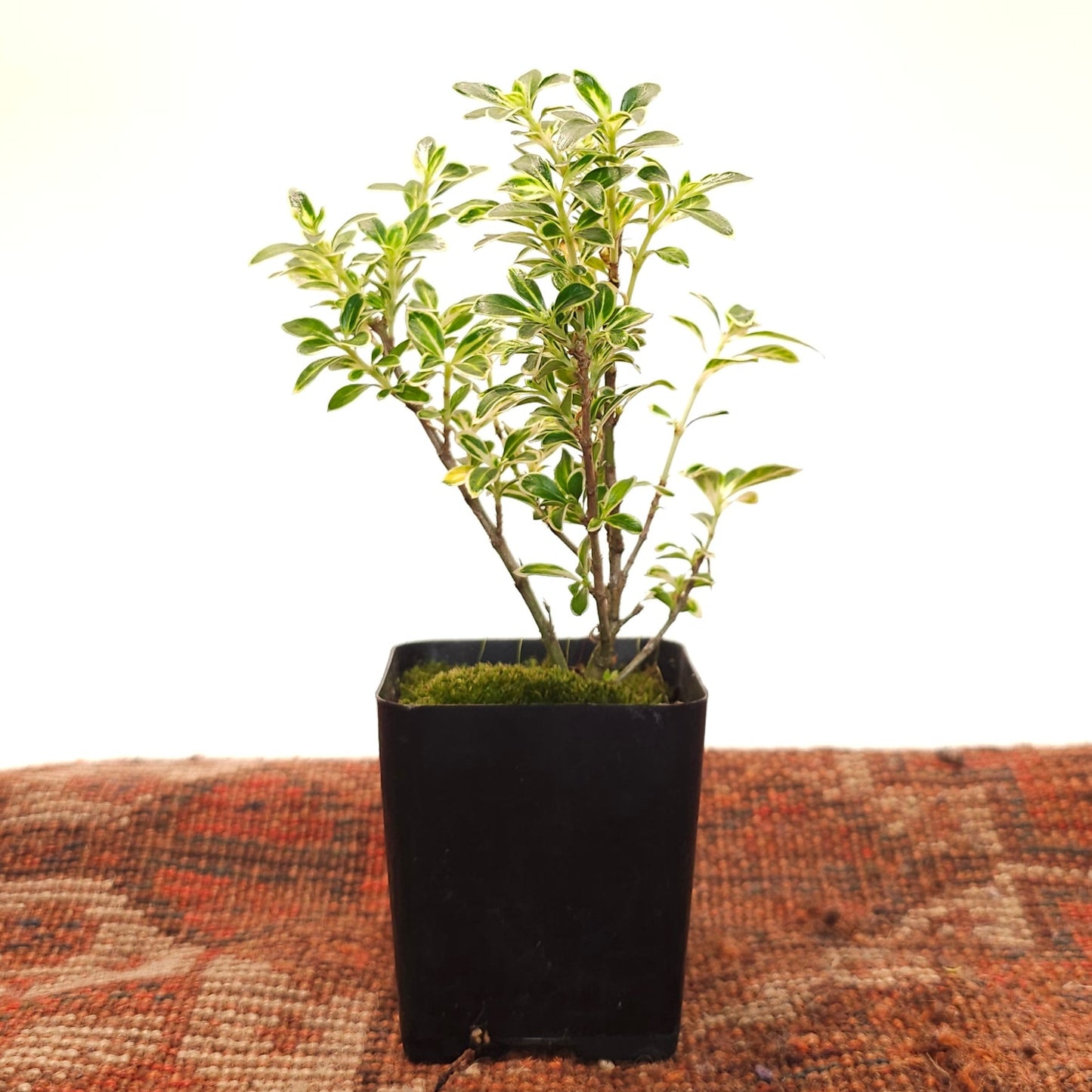 Variegated Snow Rose Bonsai: Serissa foetida - 2.5 inch Square Pot