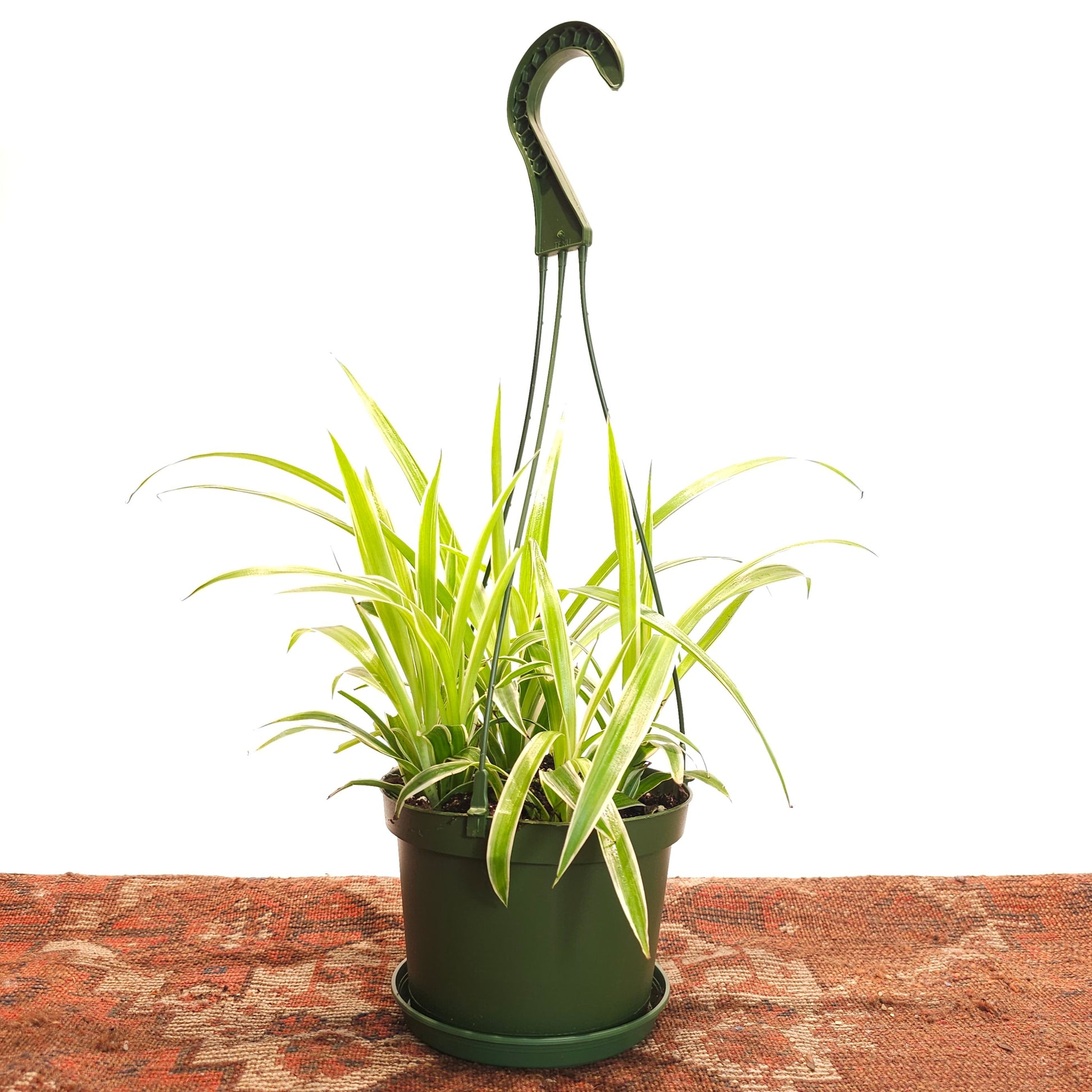 variegated spider plant 6 inch pot Reverse Spider Plant - 6" Pot