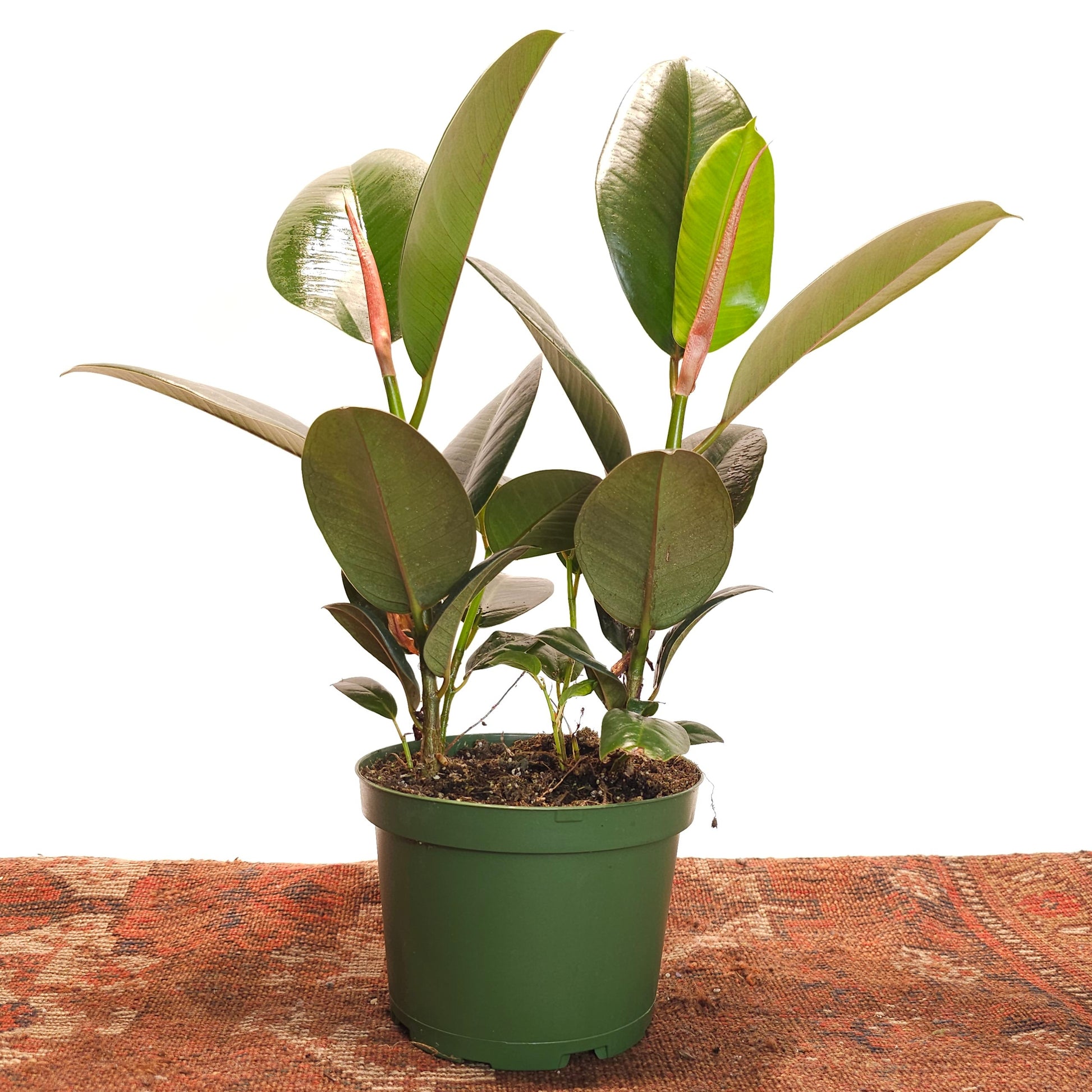 rubber plant house plants Green Rubber Bush: Ficus Elastica - 6" Pot