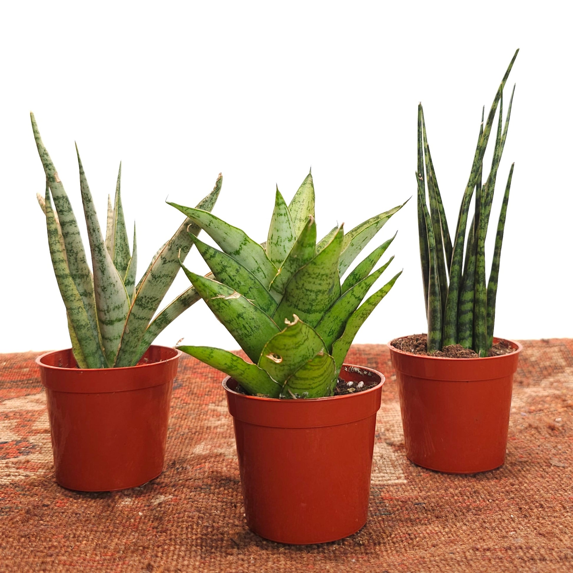 snake plant for sale toronto Assorted Snake Plant: Sansevieria - 2.5" Pot