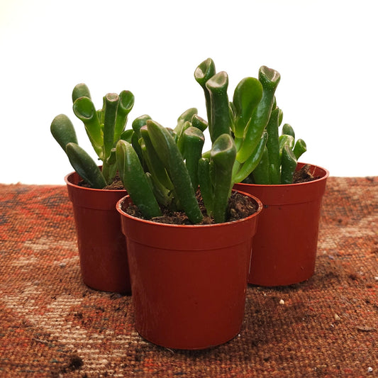 Coral Jade: Crassula ovata - 2.5 inch pot