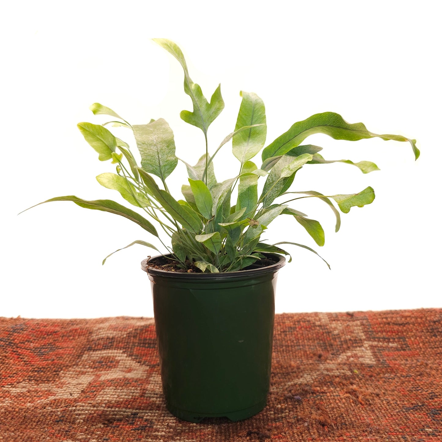 Blue Star Fern: Phlebodium aureum - 4 inch pot