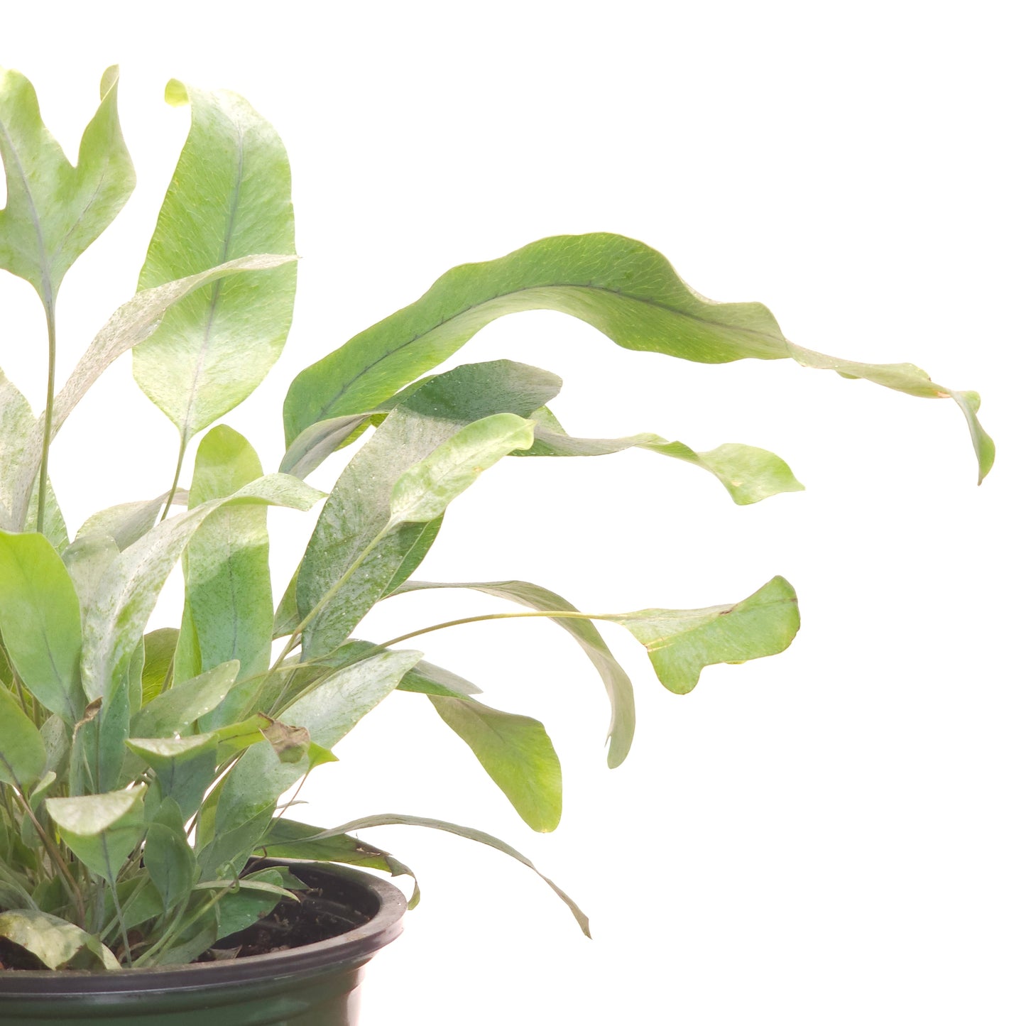 Blue Star Fern: Phlebodium aureum - 4 inch pot