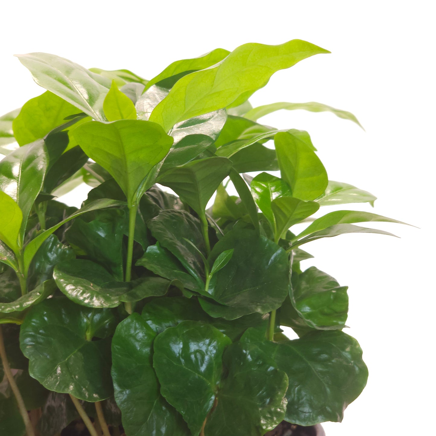 Coffee Plant: Coffee arabica - 6 inch pot