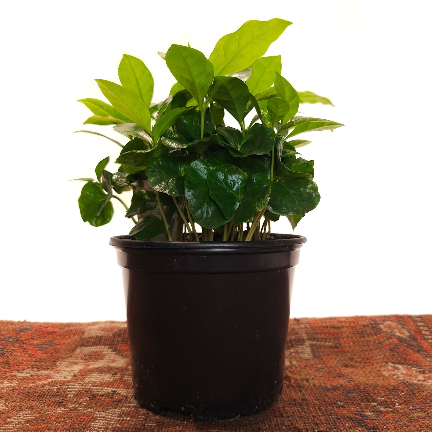 Coffee Plant: Coffee arabica - 6 inch pot