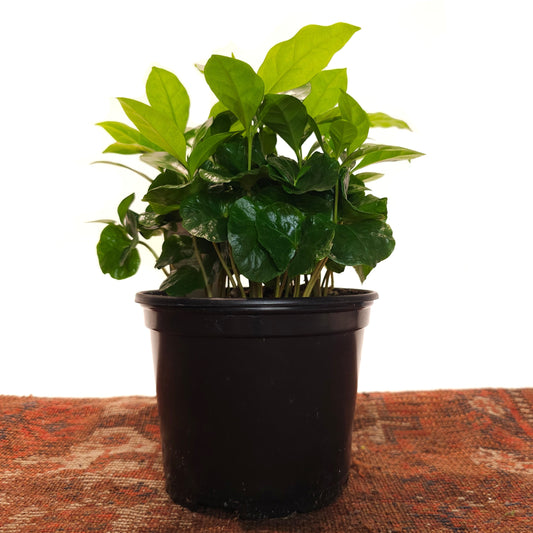 Coffee Plant: Coffee arabica - 6 inch pot