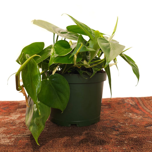 Heart Leaf: Philodendron cordatum - 6 inch pot
