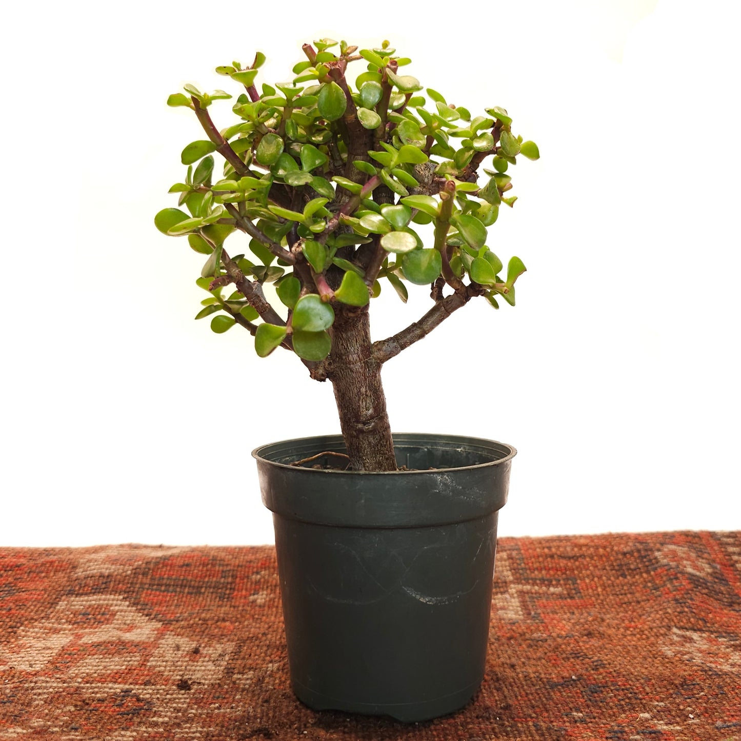 afra jade plant Elephant Bush Jade: Portulacaria - 4" Pot