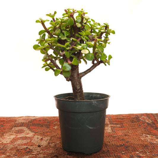 Elephant Bush Jade: Portulacaria afra - 4 inch pot