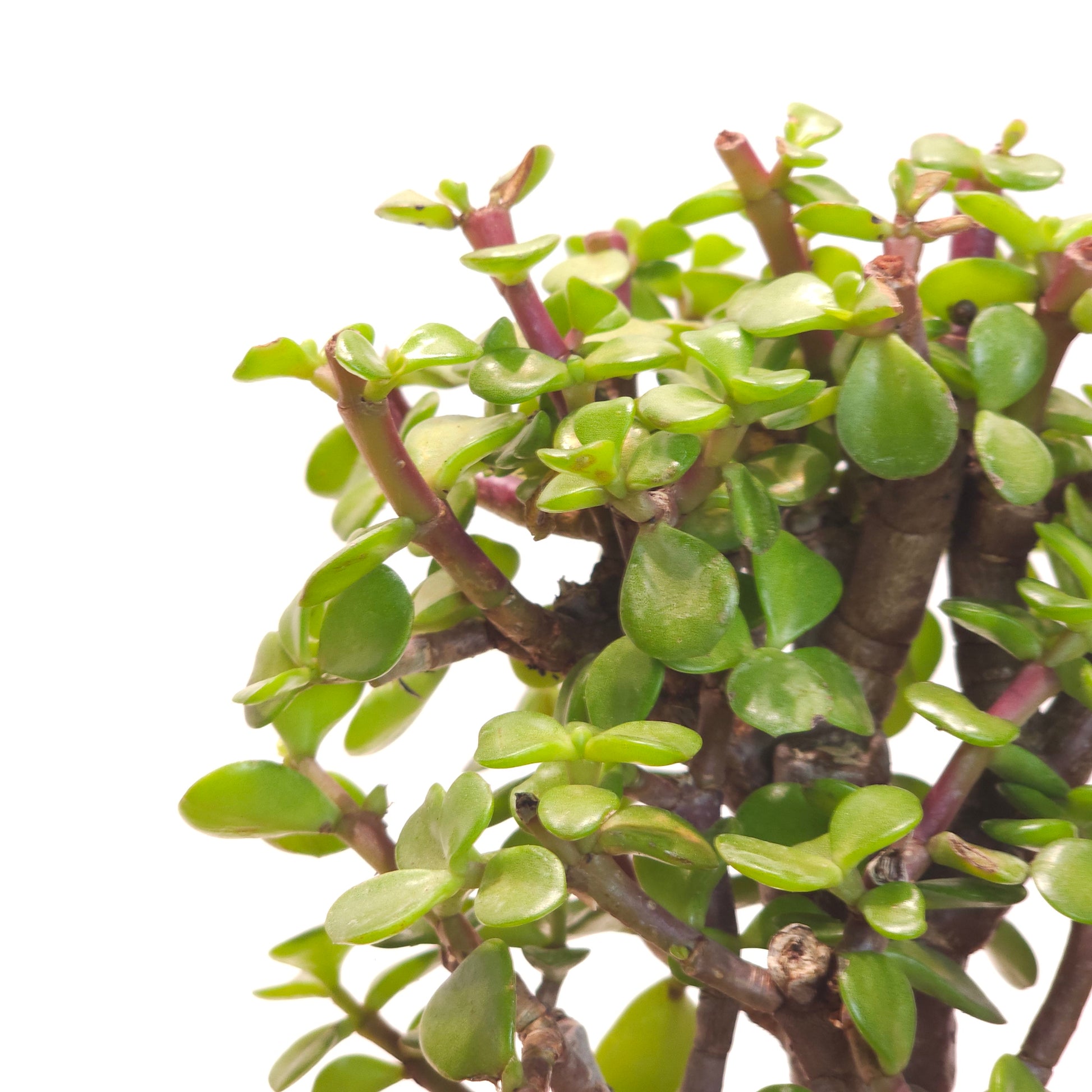 elephant bush vs jade plant Elephant Bush Jade: Portulacaria - 4" Pot