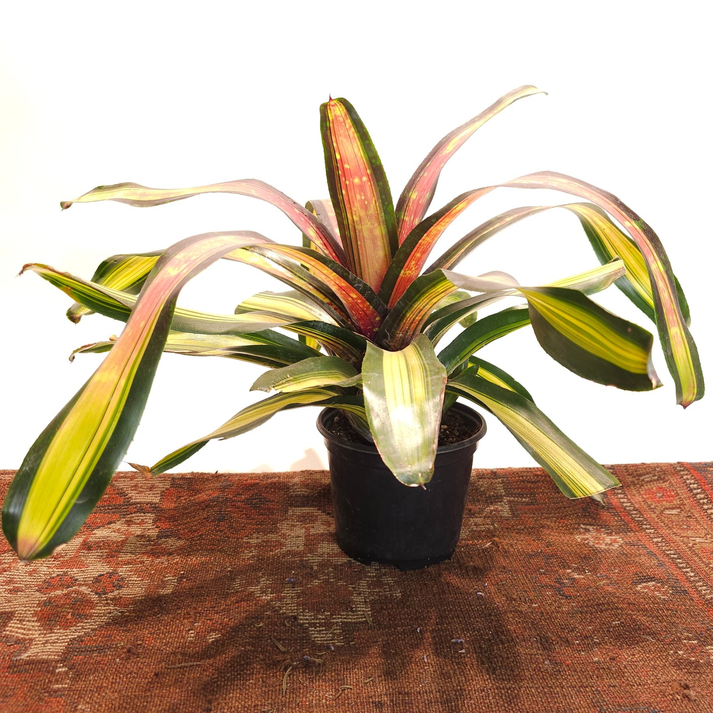 Pimento Bromeliad: Neoregelia 'Pimiento' - 6 inch pot — indoor plant — indoor plant for sale by Promise Supply for delivery and pickup in Toronto.