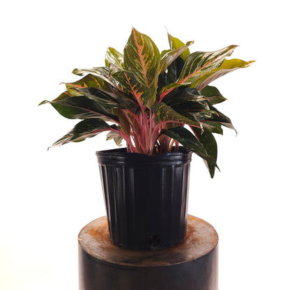 Garnet Coltrane Chinese Evergreen: Aglaonema - 10 inch pot