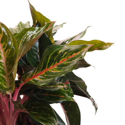 Garnet Coltrane Chinese Evergreen: Aglaonema - 10 inch pot