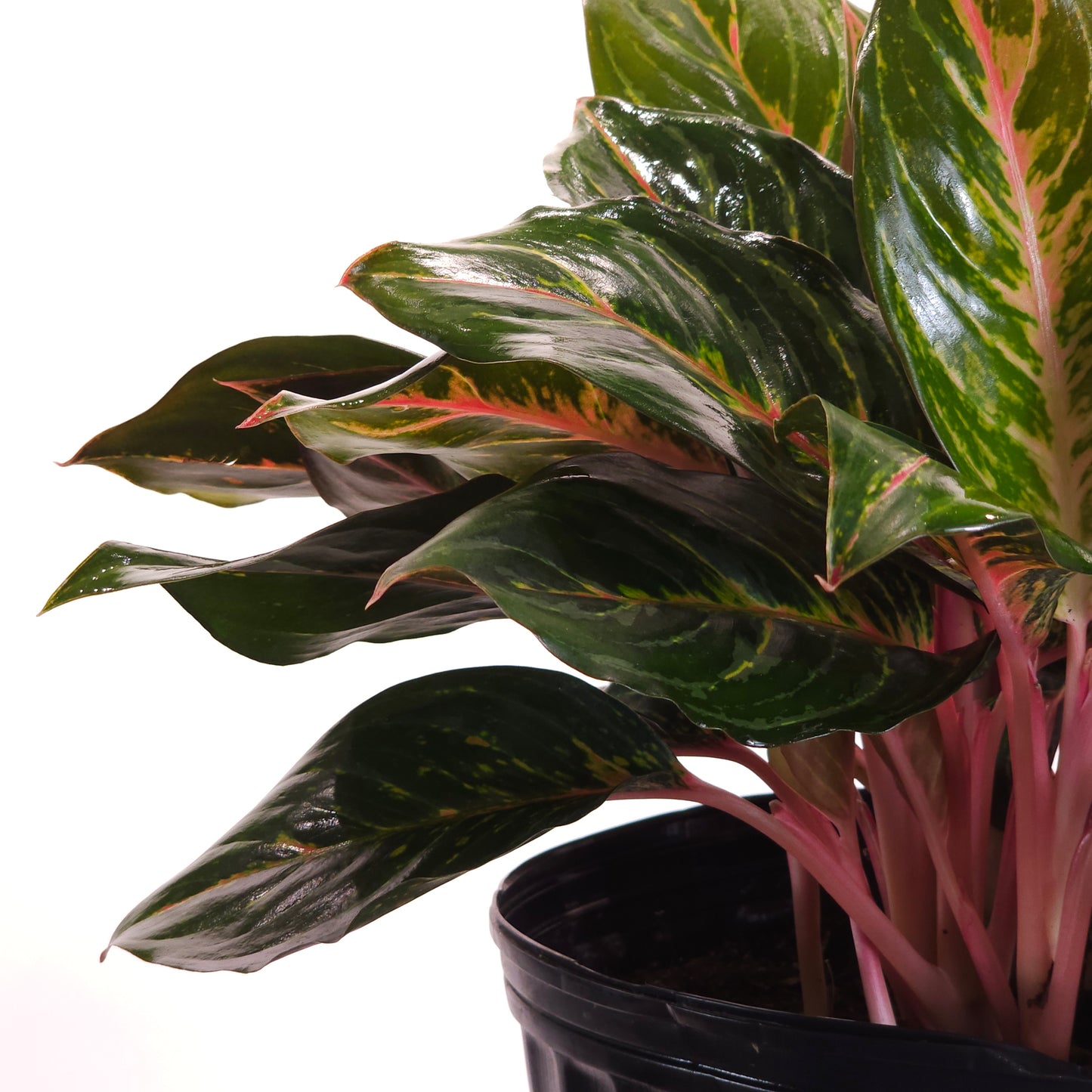 Garnet Coltrane Chinese Evergreen: Aglaonema - 10 inch pot