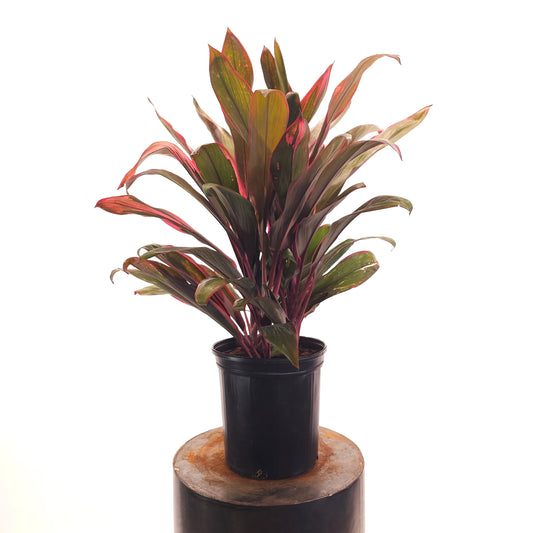 Hilo Rainbow Hawaiian Ti Plant: Cordyline fruticosa - 10 inch pot - 2-3 foot tall