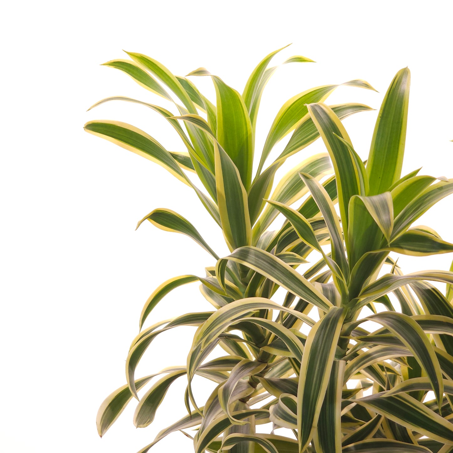 Song of India Cane: Dracaena reflexa - 10 inch pot - 1.5-2.5 foot tall