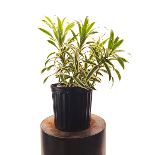 Song of India Cane: Dracaena reflexa - 10 inch pot - 1.5-2.5 foot tall